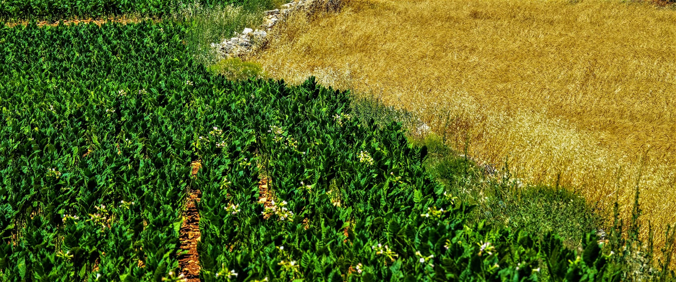 Agricultural machinery in a field
