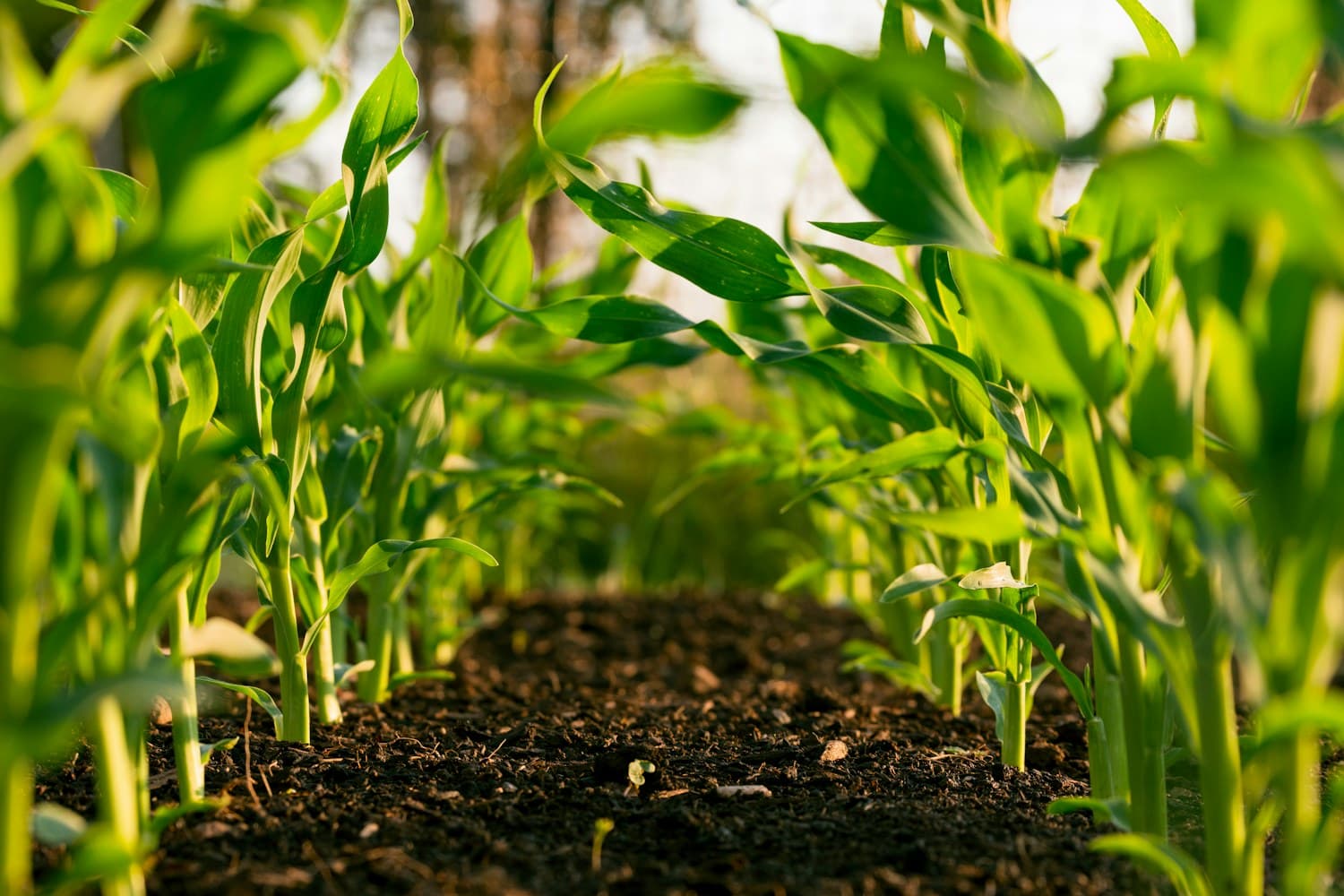 Agricultural field prepared for machinery work